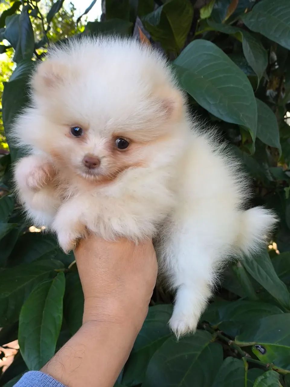 Spitz alemão  - Foto 4