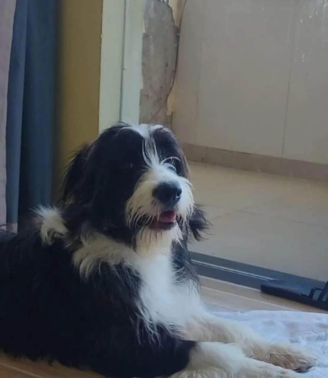 Uma linda poodle  - Foto 2