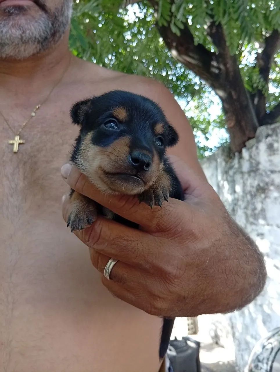 Cachorro  - Foto 2