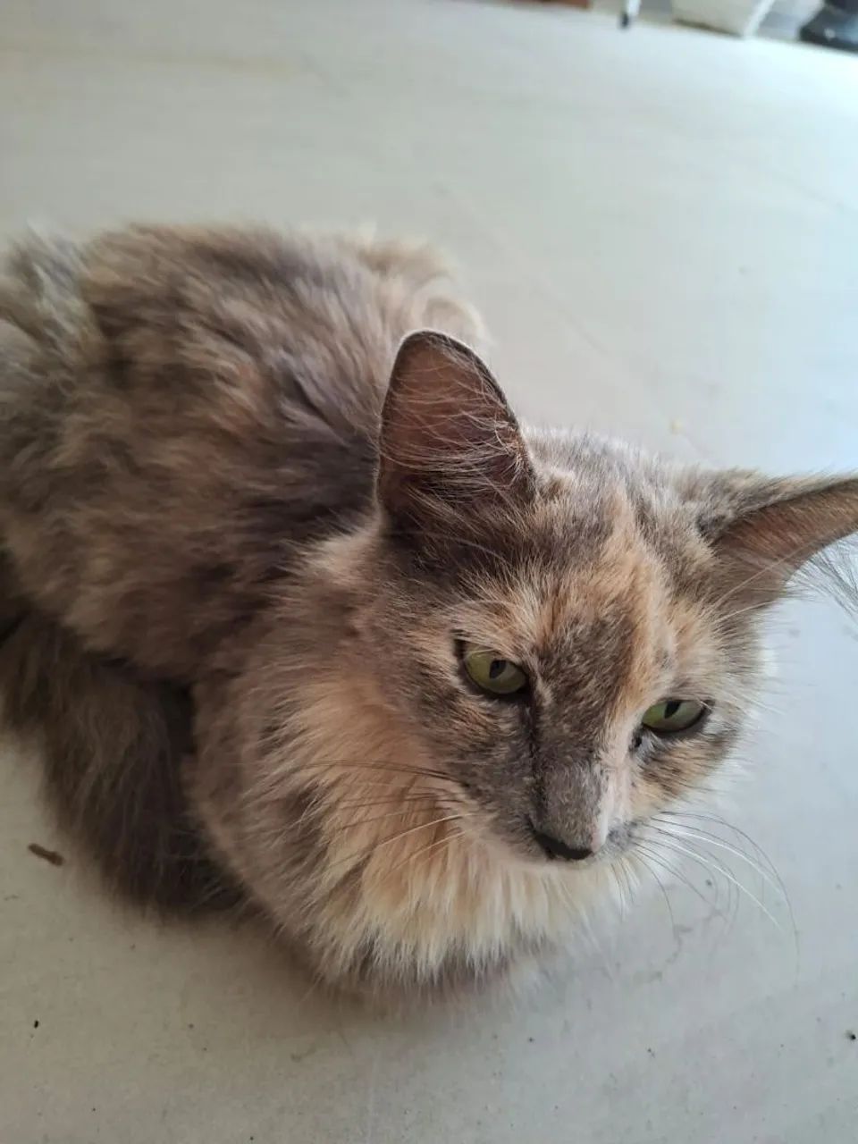 GATA - Foto 3