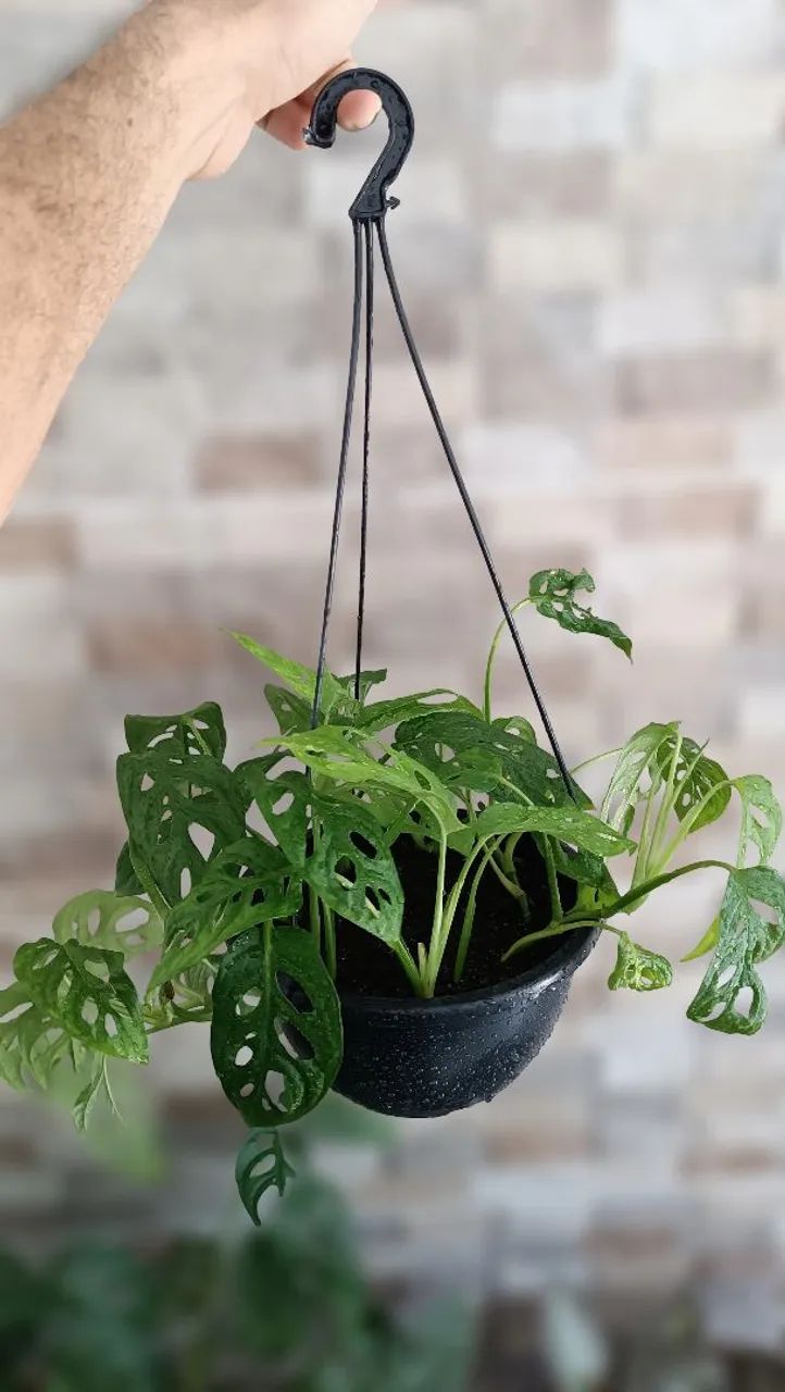 PLANTA MONSTERA ADANSONII - Foto 3