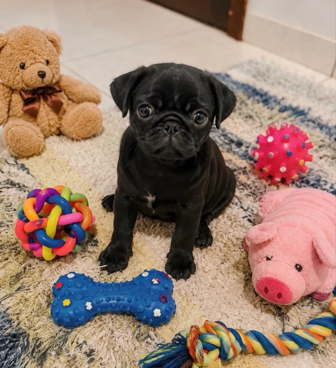 PUG machinho  - Foto 4