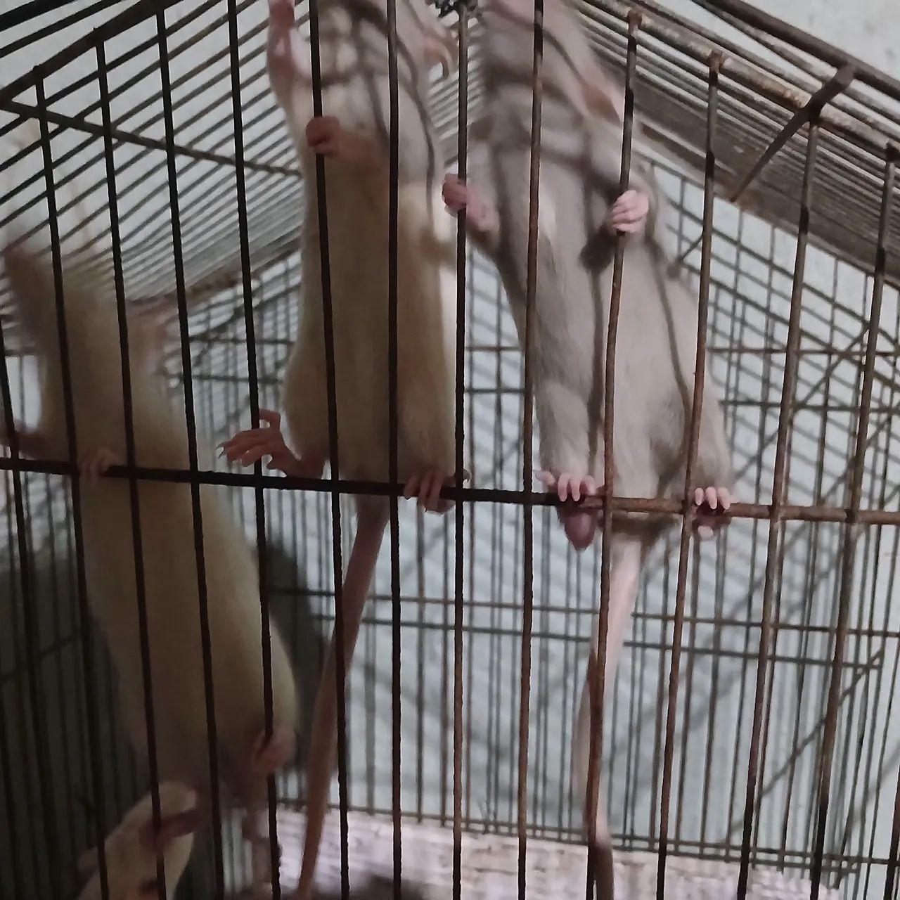 Ratinhos  - Foto 2