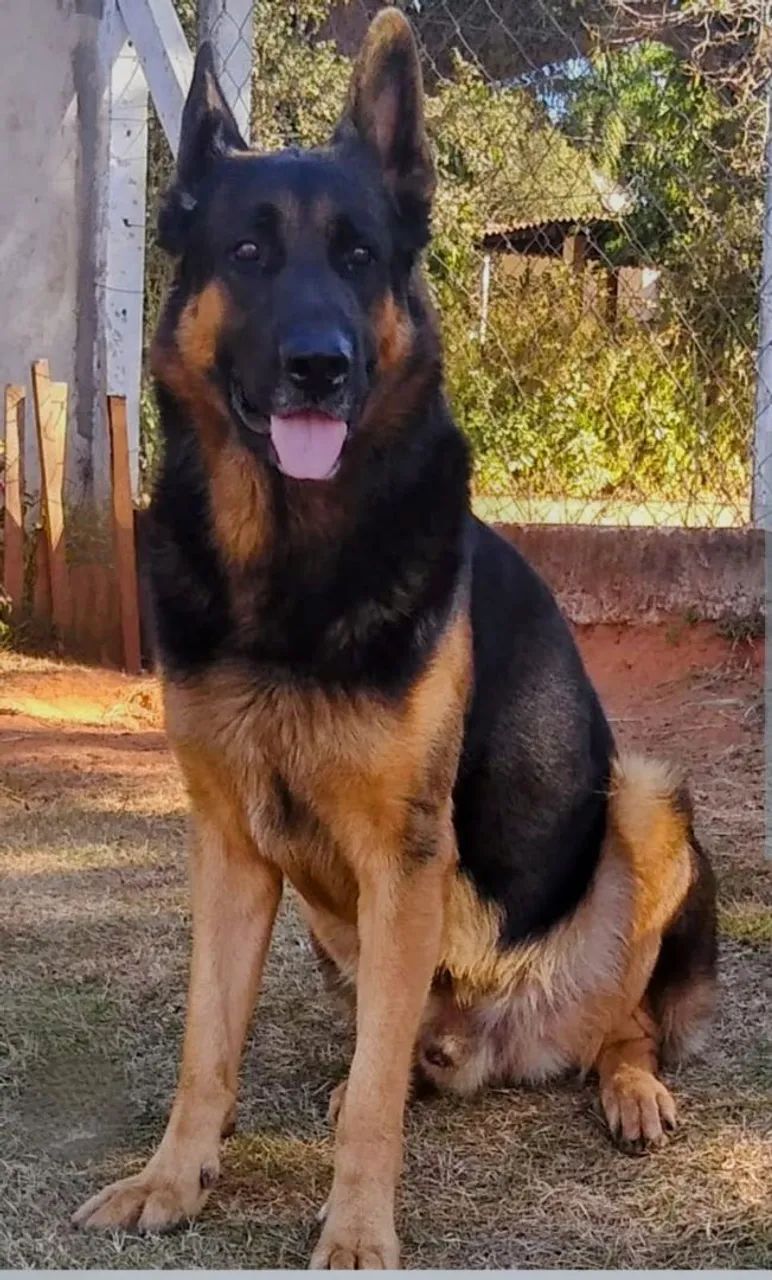Pastor alemão  - Foto 5
