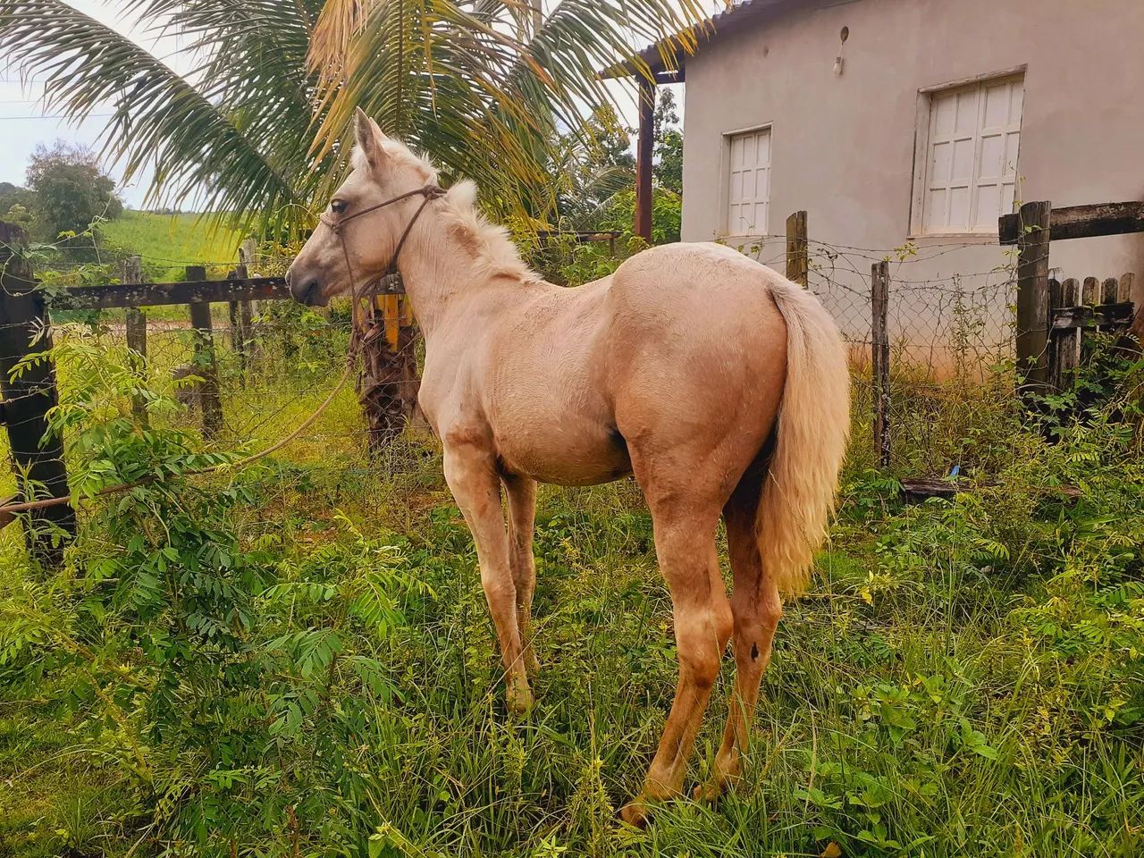 Potra quarto de milha pura