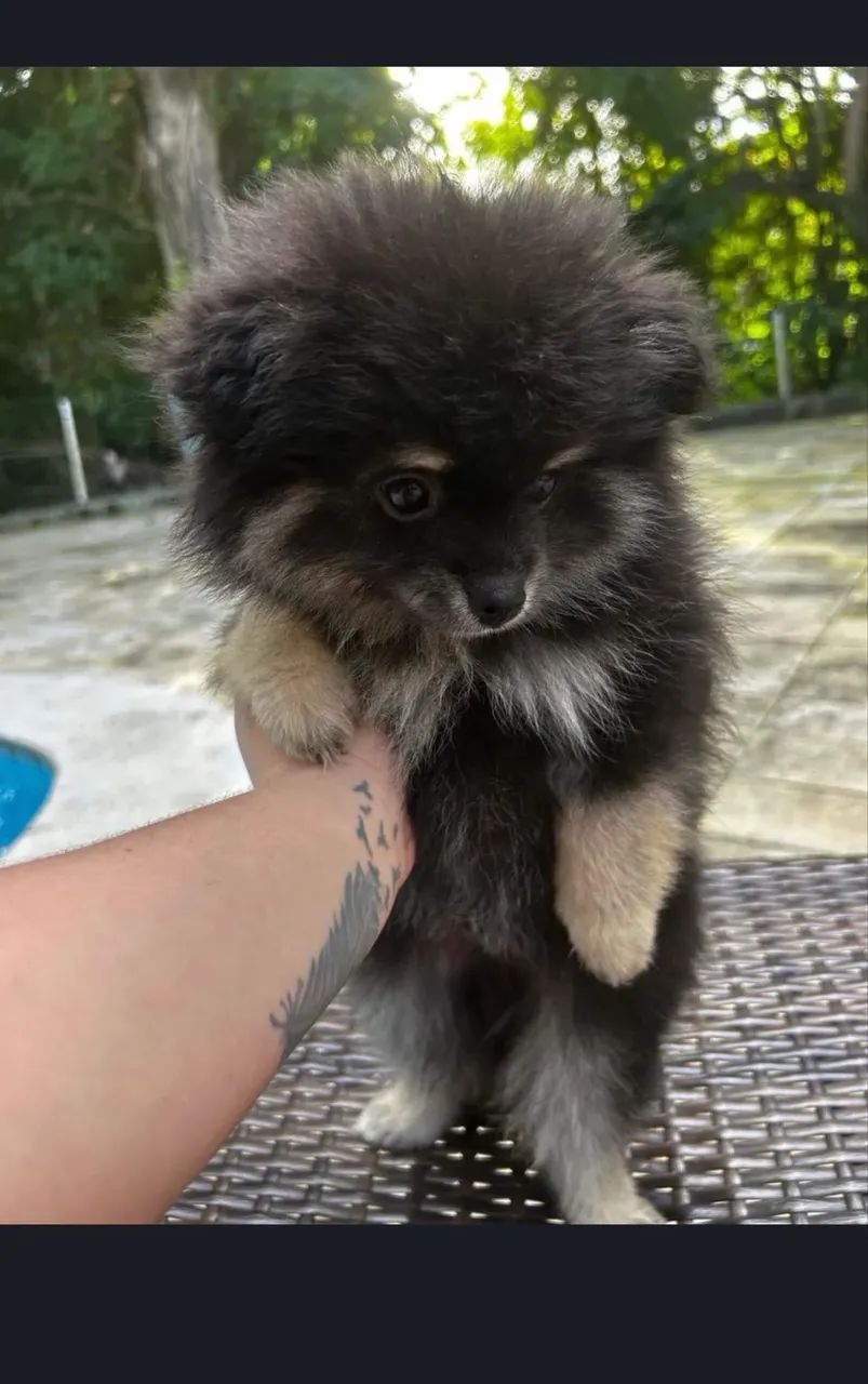 Spitz alemão  - Foto 2