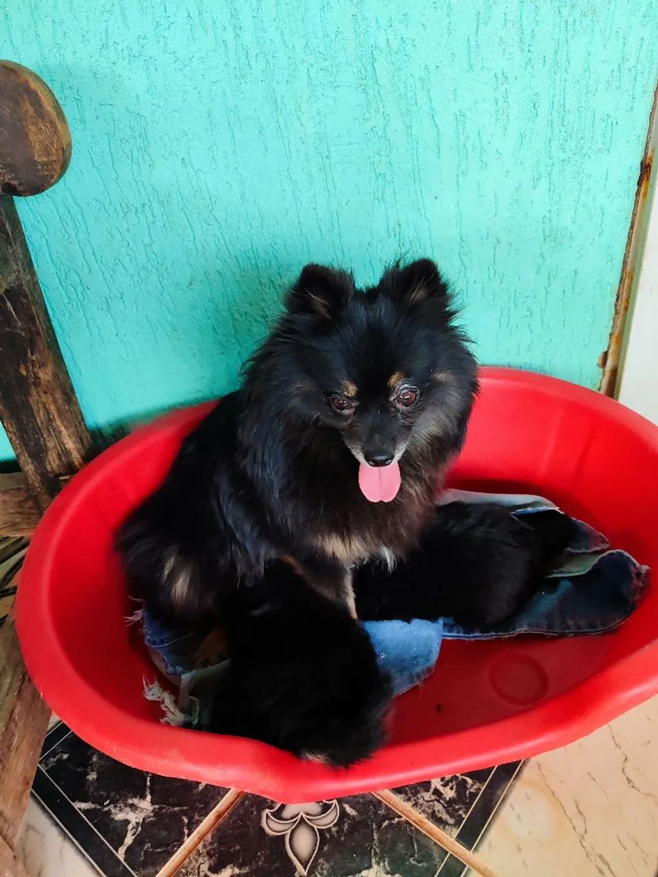 Vendo spitz alemão macho  - Foto 4