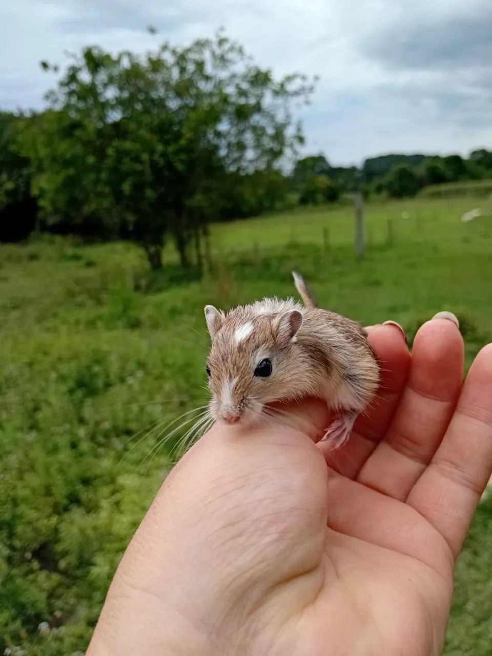 Lindos filhotes de gerbils - Foto 4