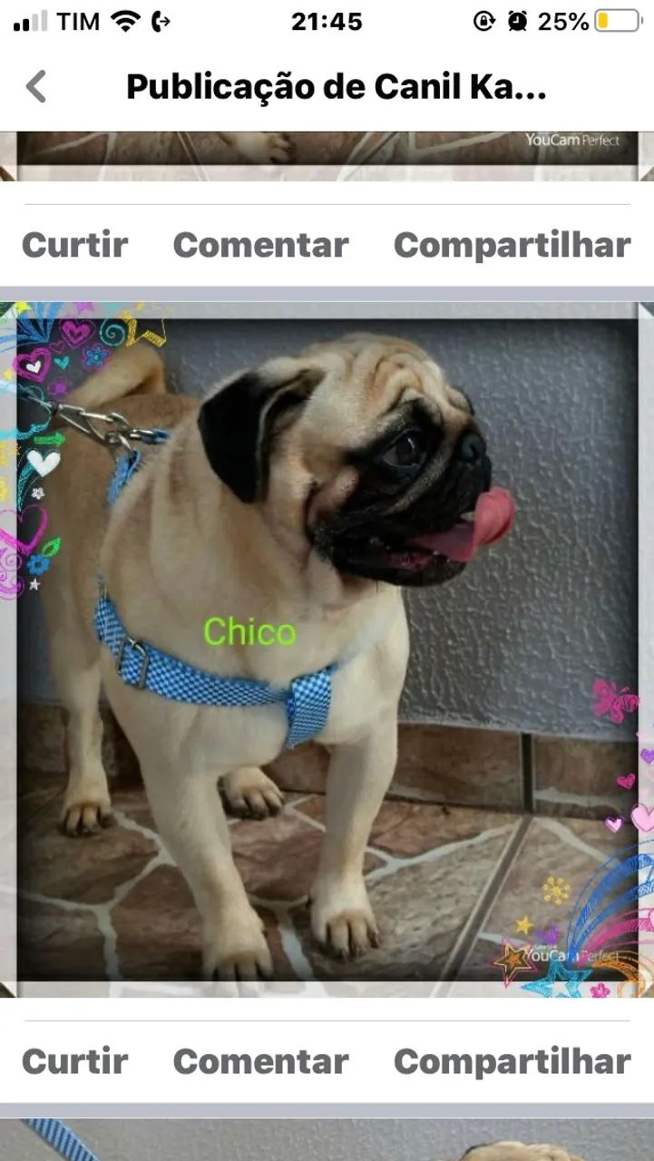 Filhote pug - Foto 2