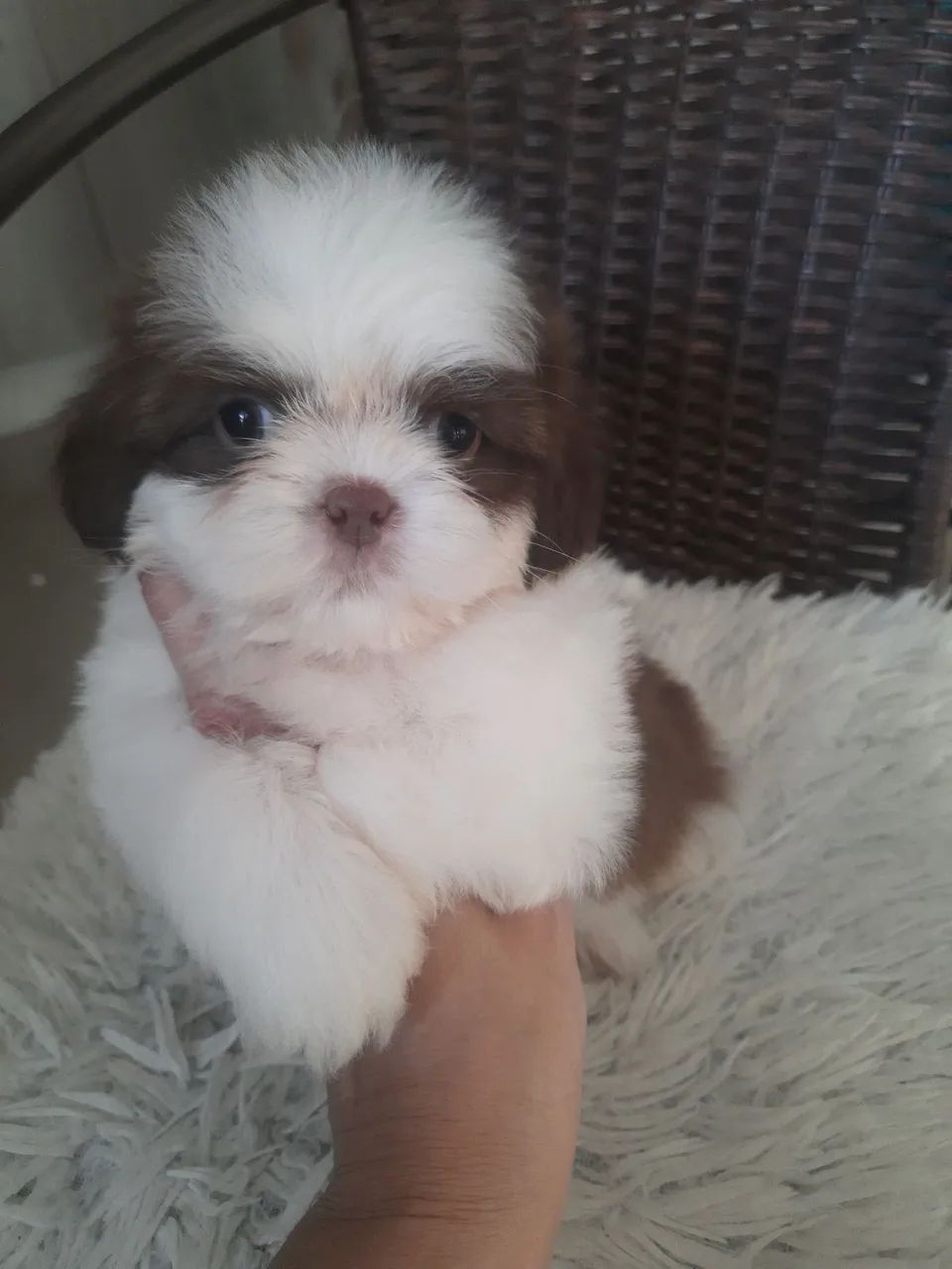 Shih Tzu Chocolate com Branco  - Foto 3