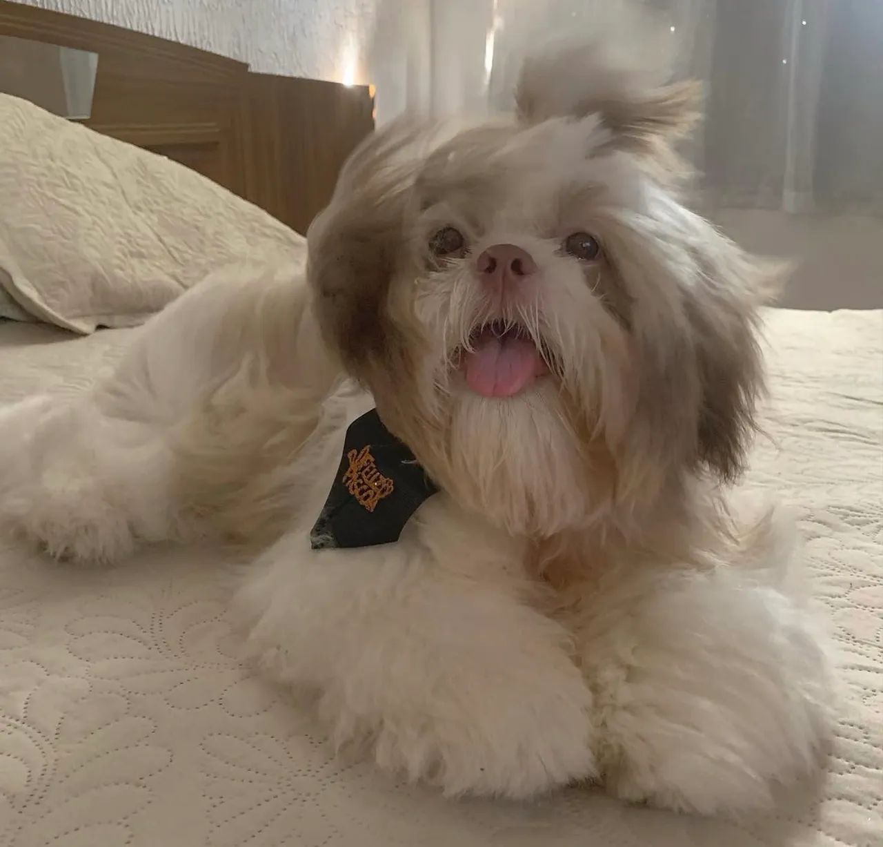 Shih Tzu Fígado - Foto 3