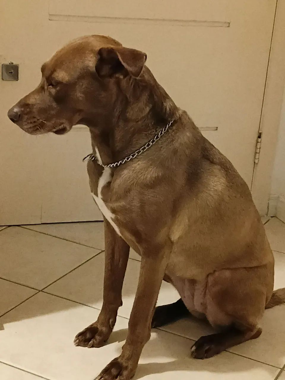 Adoção