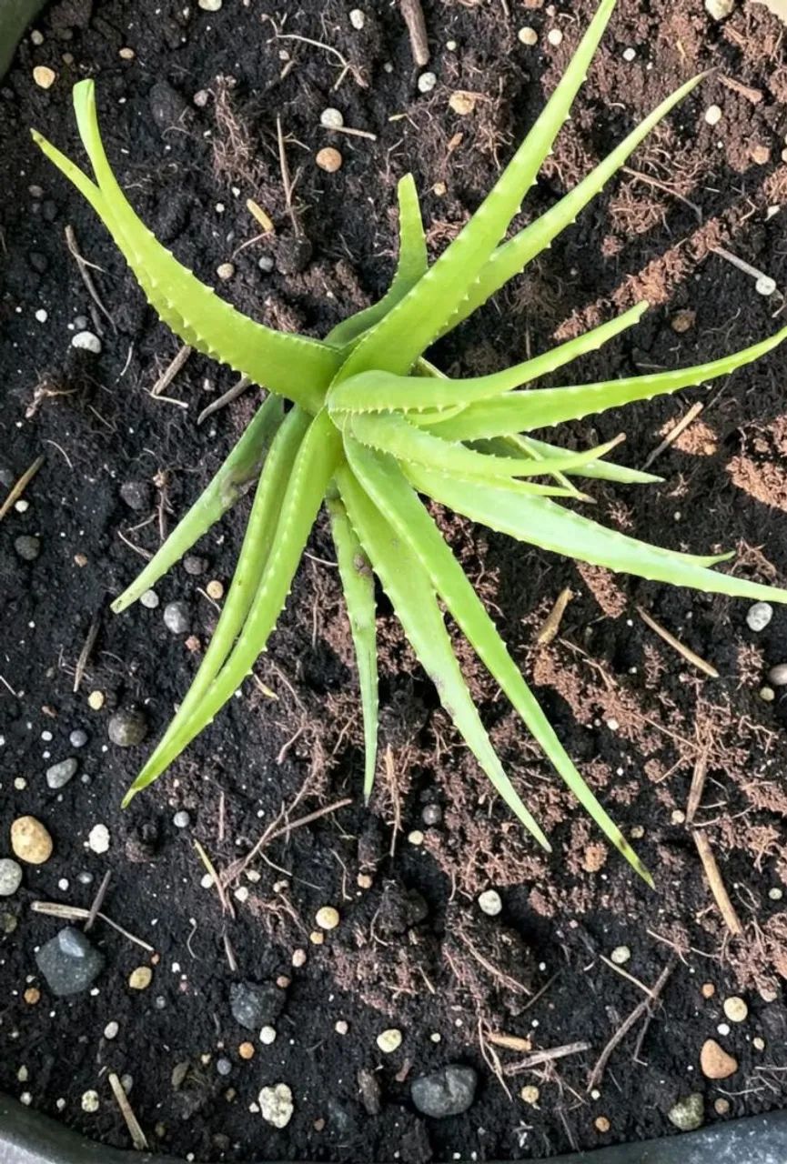Aloe Vera (Babosa) - Foto 4
