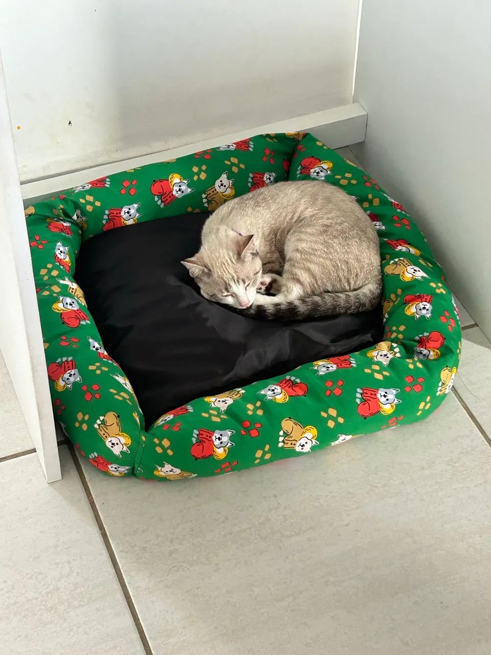 Gato adoção  - Foto 2