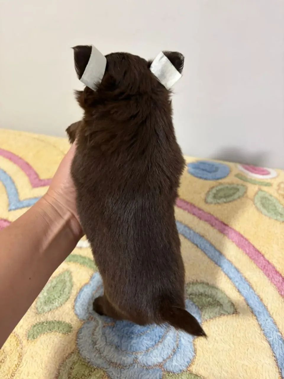 Chihuahua  - Foto 2