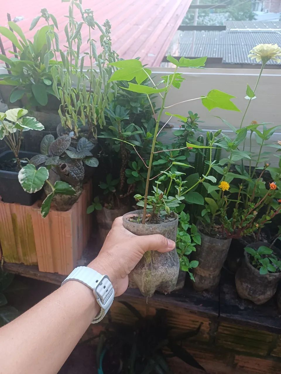 Plantas e mudas de Mamoeiro  - Foto 2