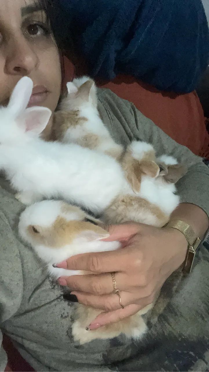 Coelhos filhotes - Foto 4