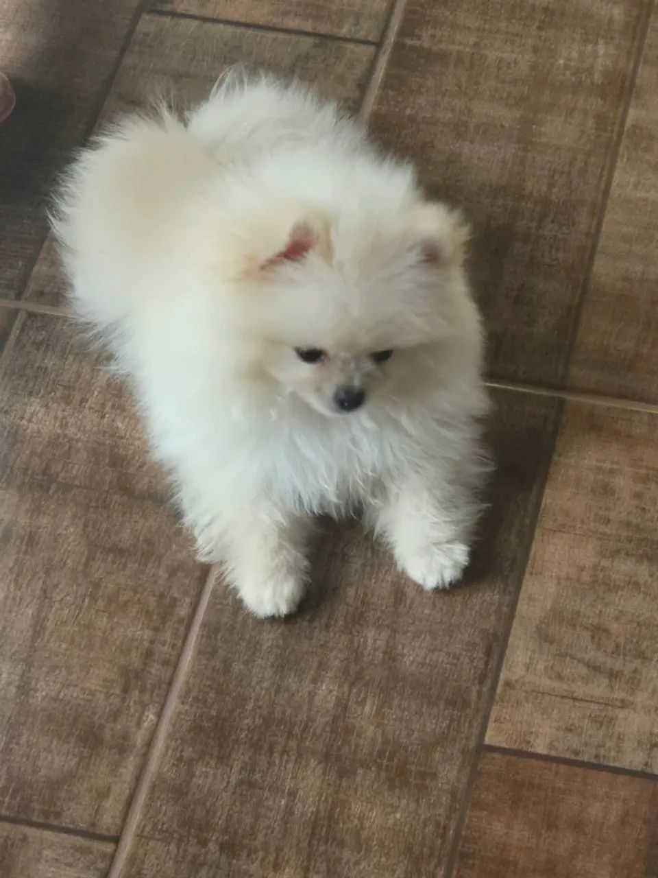 Spitz Anão Macho - Foto 3