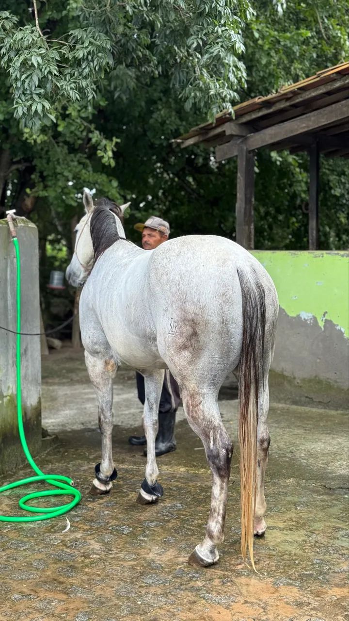 Cavalo de Direita