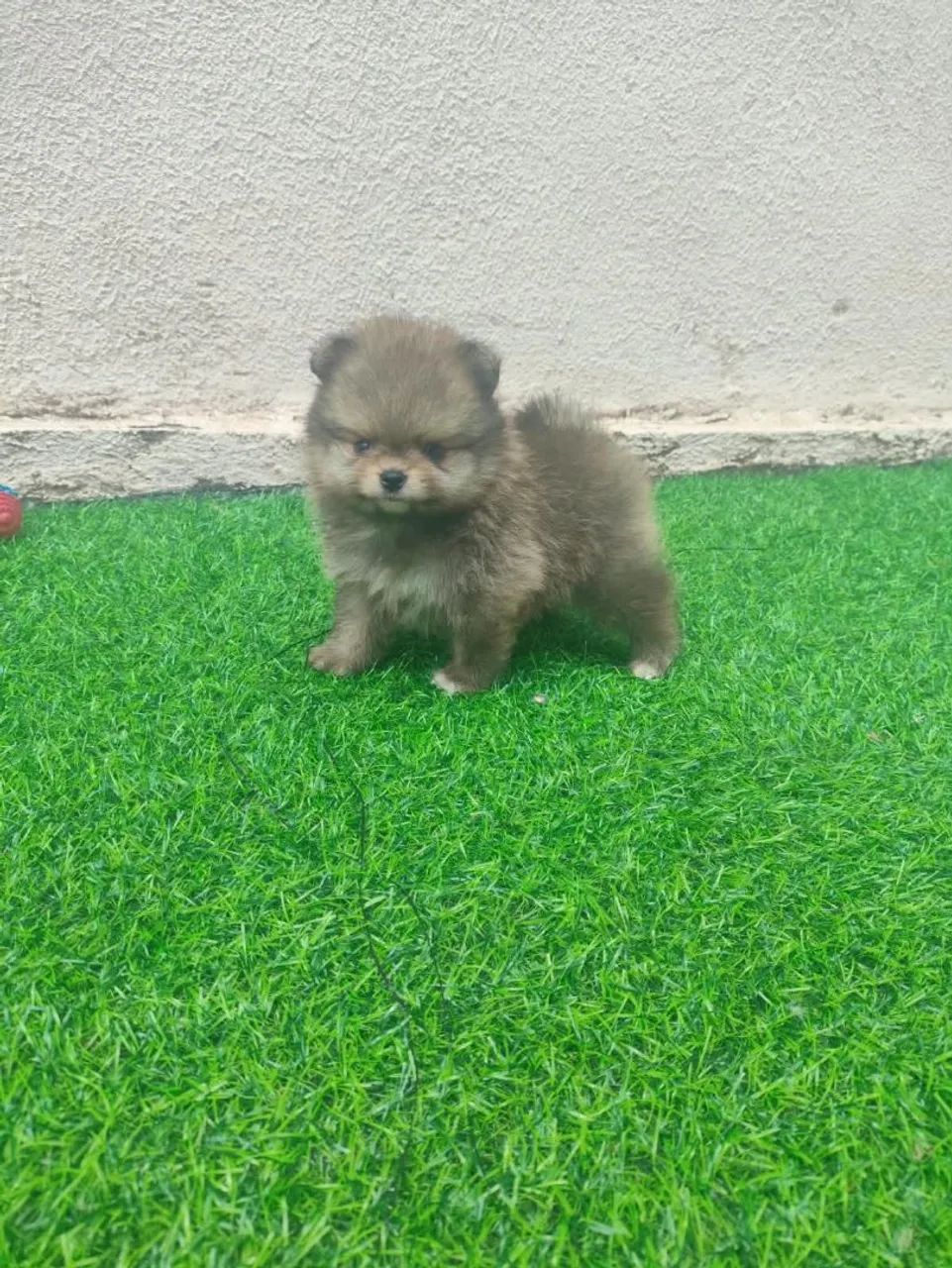 Pomerania 