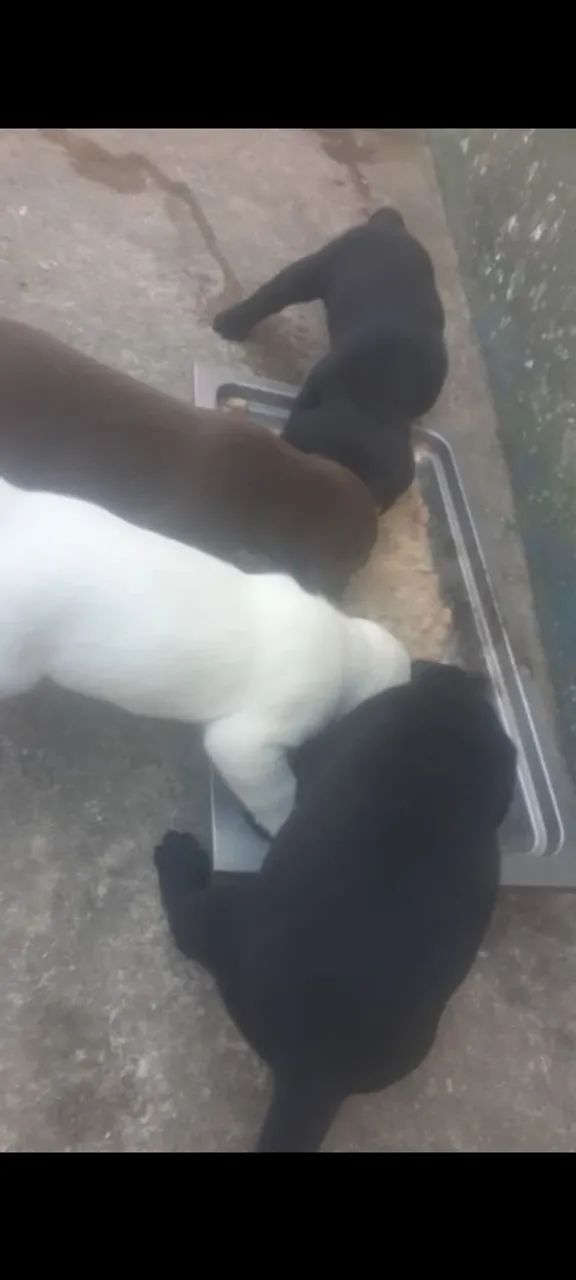 Filhotes de labrador todas as cores  INGLÊS E AMERICANO  - Foto 5