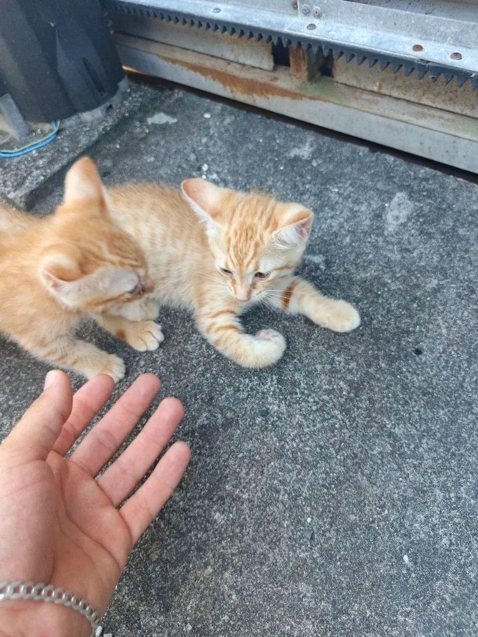 Gatinhos para adoção  - Foto 2