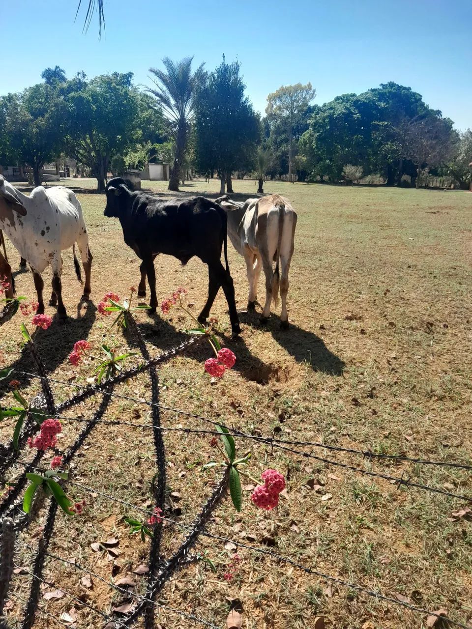 Vendo este dois garrote - Foto 2