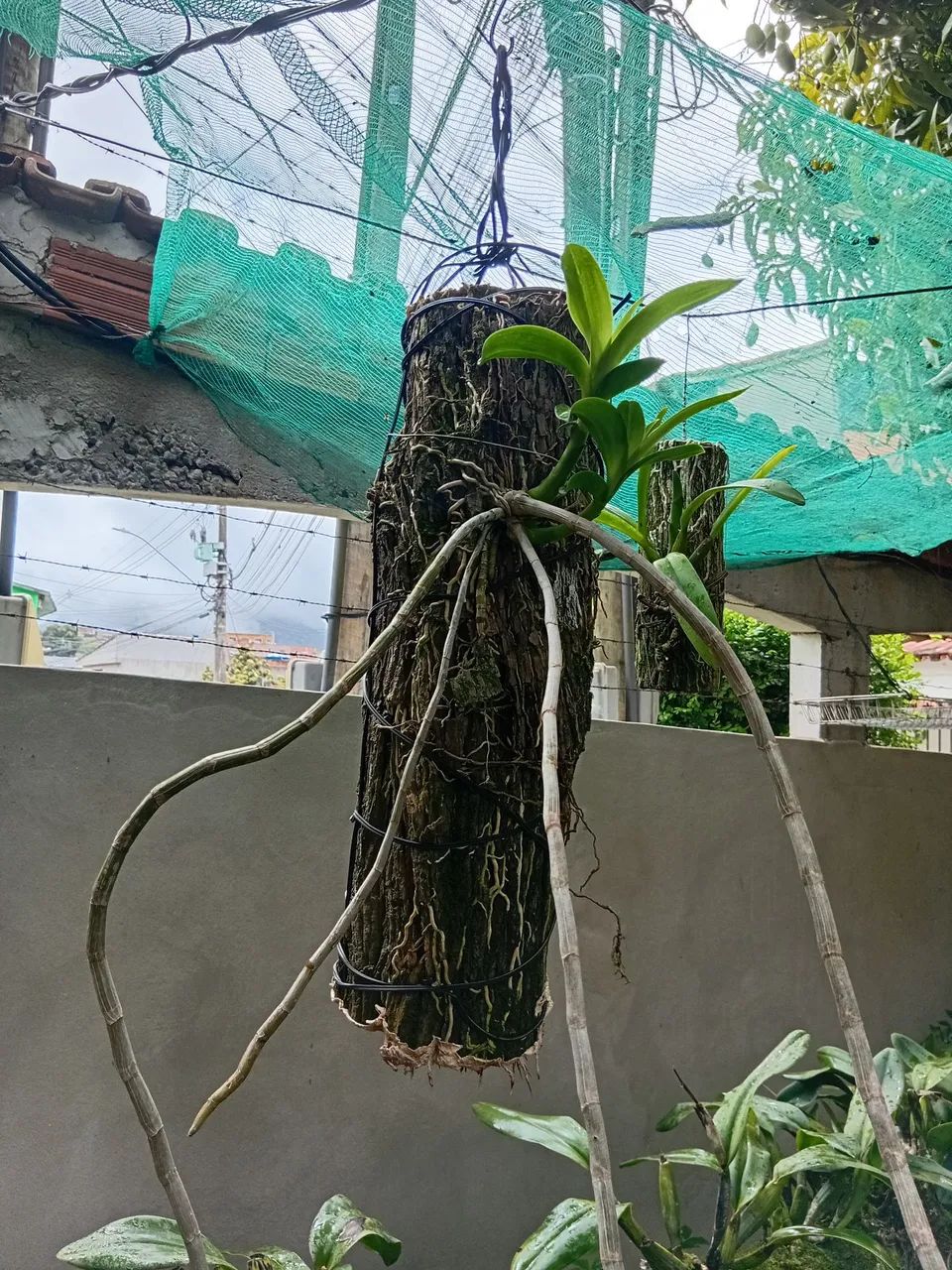 Orquidea dendrobium anosmun - Foto 3