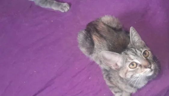 Doação de gato filhotes - Foto 5