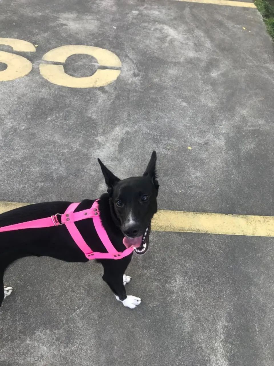 Adoção de cão de companhia - Foto 4