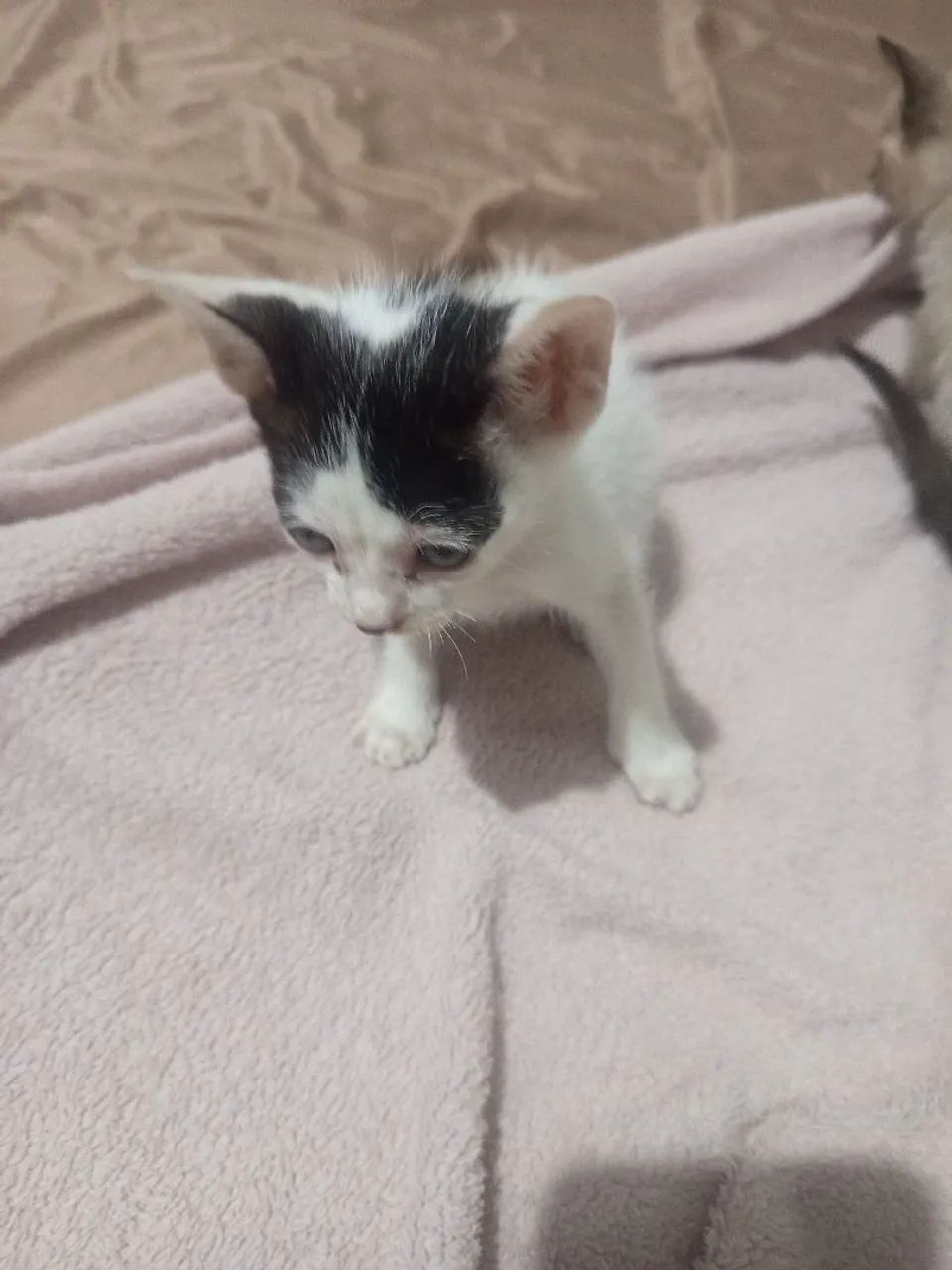 Doa-se gatinhos - Foto 4