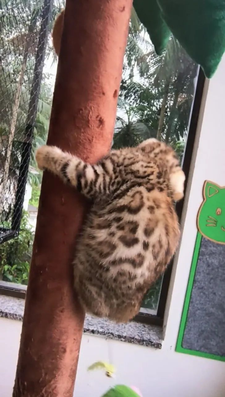 Gato macho da raça Bengal com Pedigree - Foto 2