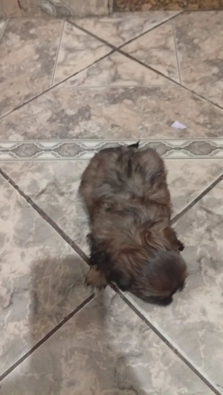 Cachorro - Foto 4