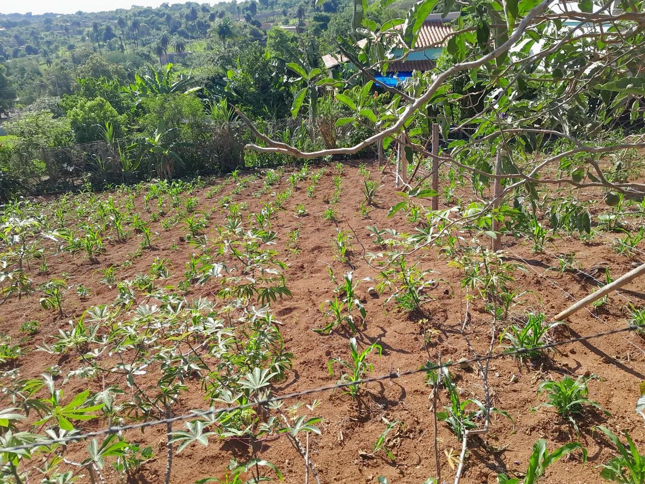 Lotes no bairro paraíso em mateus leme 
