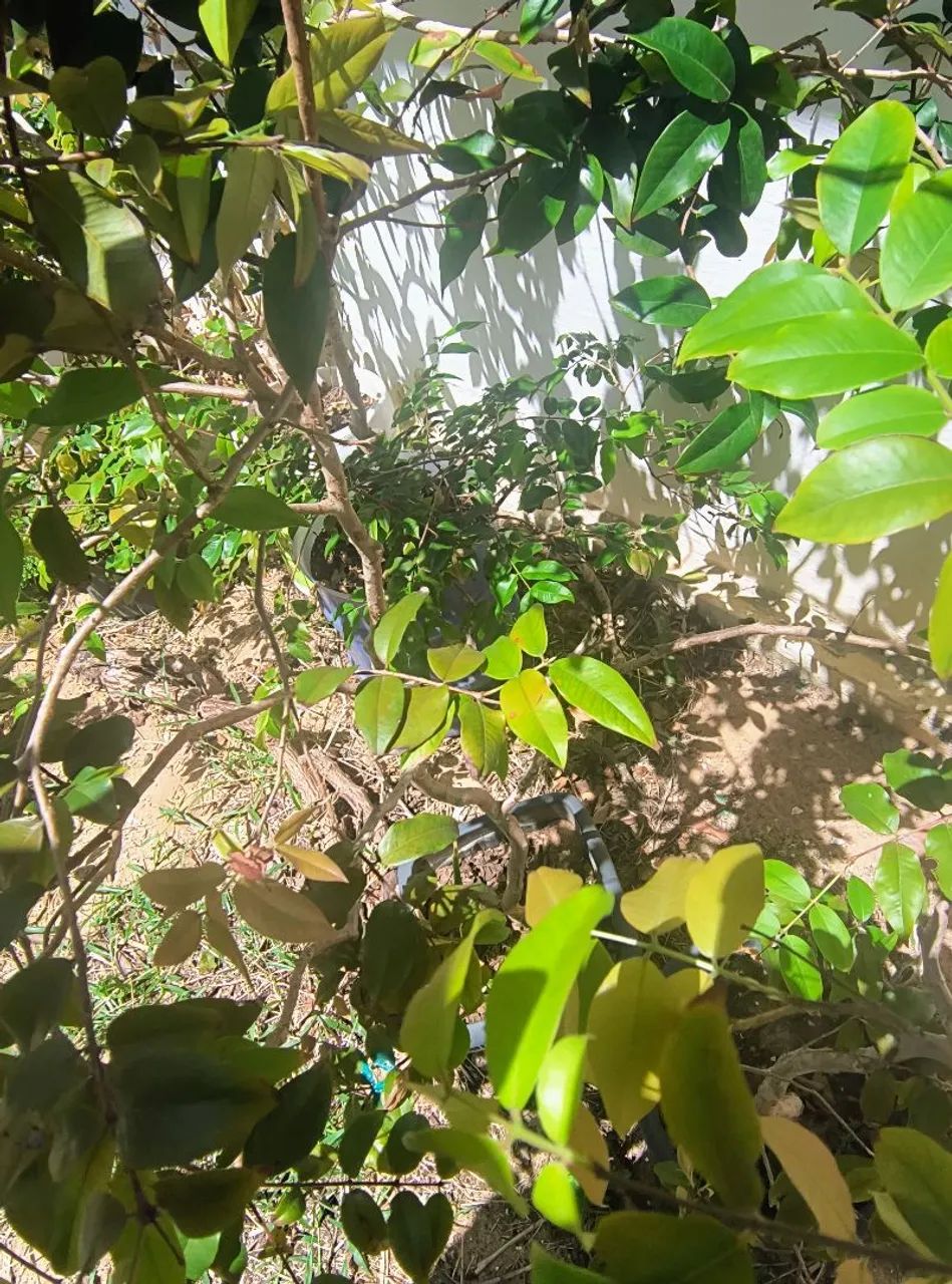 Jabuticaba  - Foto 4