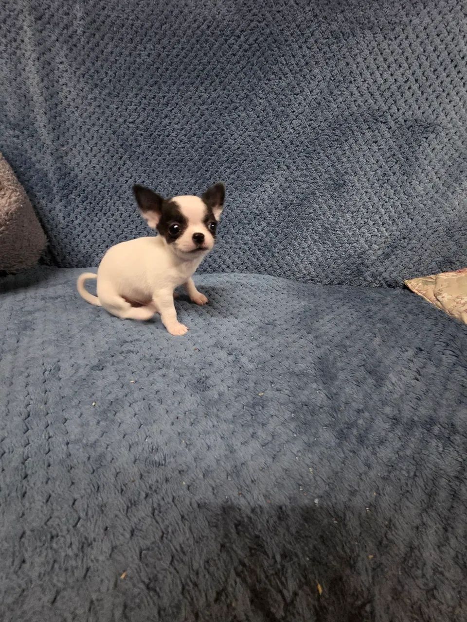 Filhote  de chihuahua  - Foto 4
