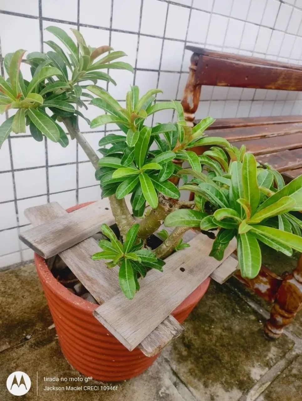 Vaso para jardim