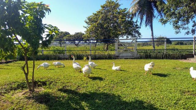 Fazenda em Monte Alegre - Com 80,52 Ha -Com Açude - Foto 15