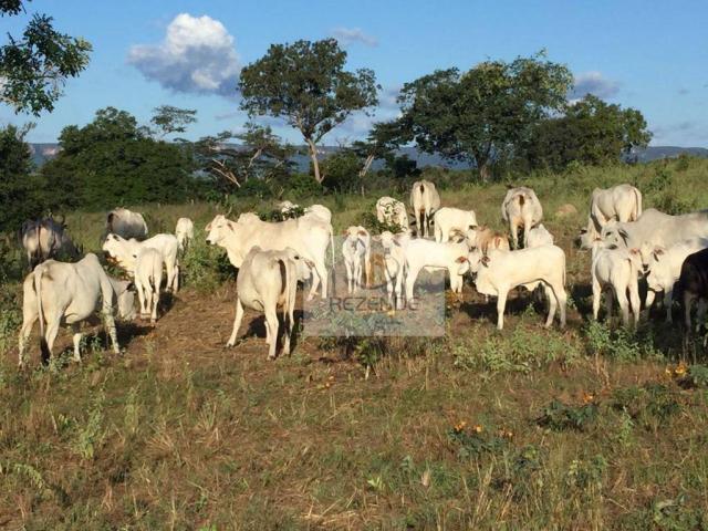 Fazenda com - 88 alqueires - R$ 3.000.000 - Miracema do TO. - Foto 17