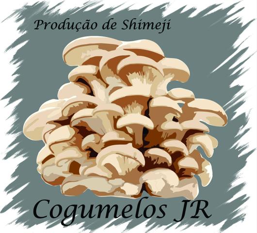 Cogumelos shimeji