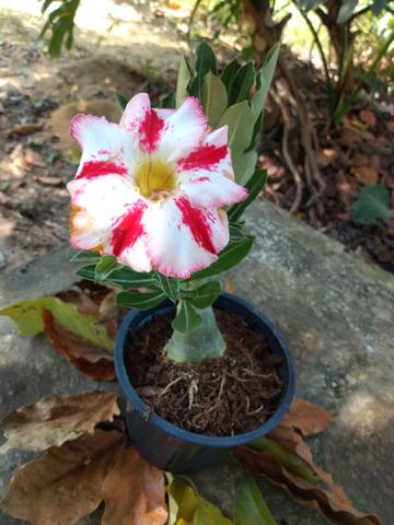 Rosas do deserto - Foto 2
