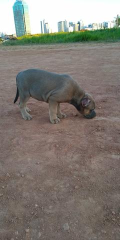 American Bully - Foto 2