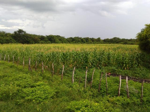 Sítio de 60Hectares a 13Km da Cidade do Buriti dos Lopes. (140mil) - Foto 7