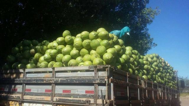Coco verde - Foto 4