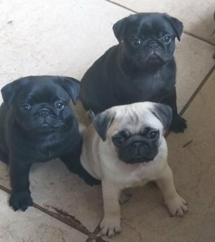 Pugs com Padrão e Garantia - Foto 4