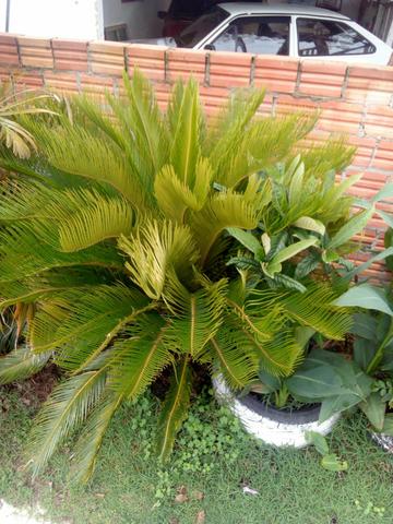 Folhagens
