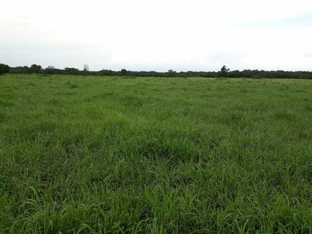 Fazenda - Foto 10