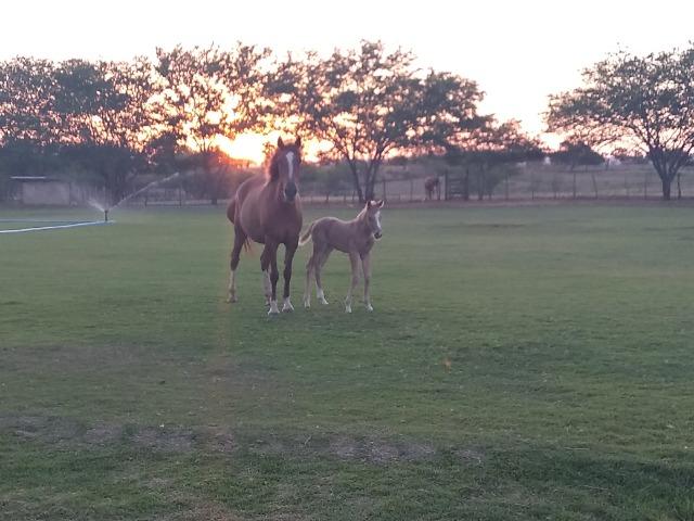 Fazenda - Foto 2