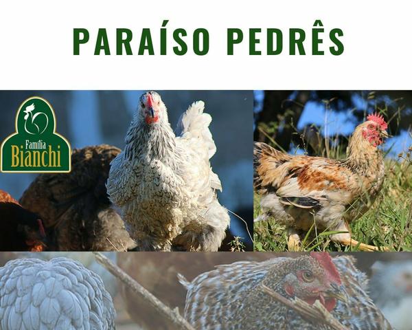 Pintinhos de um dia - Foto 6