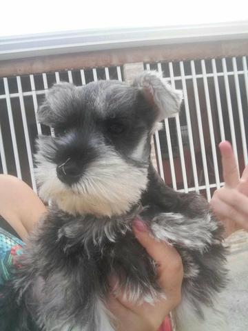Filhote schnauzer puro - Foto 3